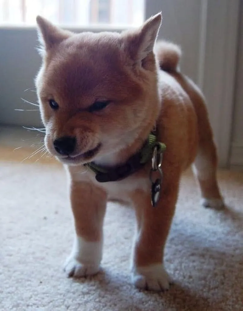 Nỗi lòng dân văn phòng qua meme cáu giận