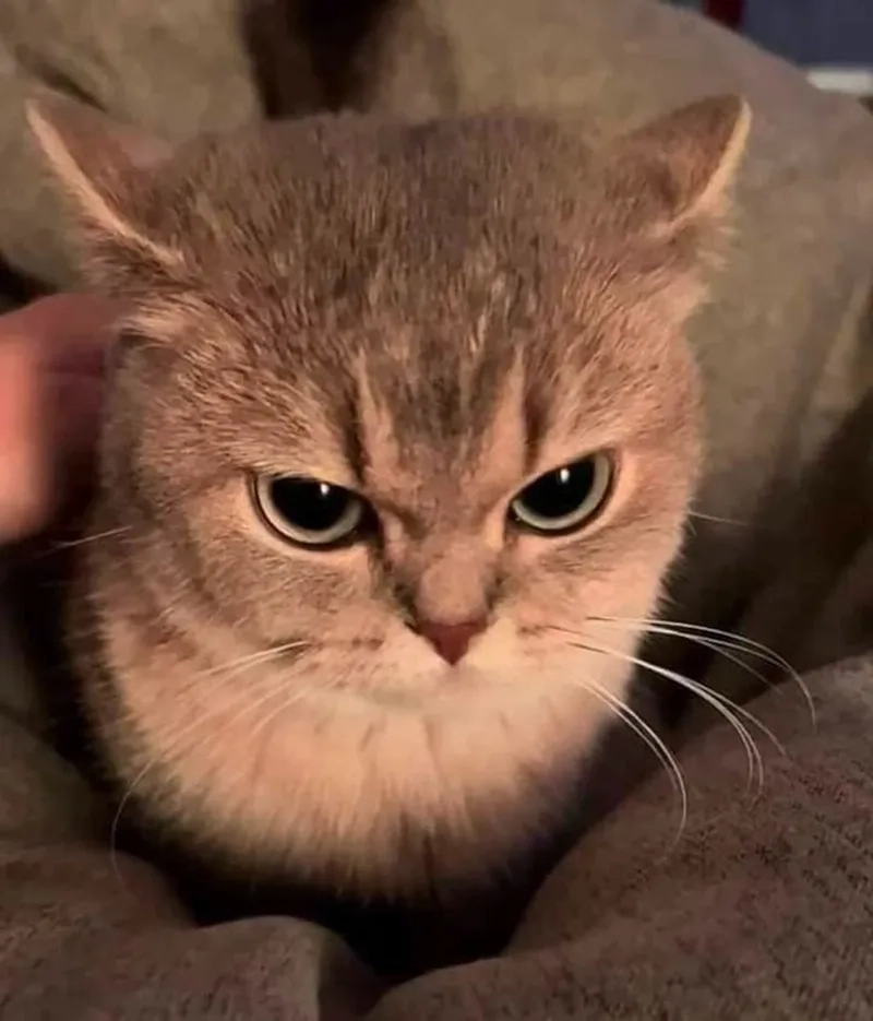 Áp lực không nói được thành lời dùng ngay meme mặt tức giận