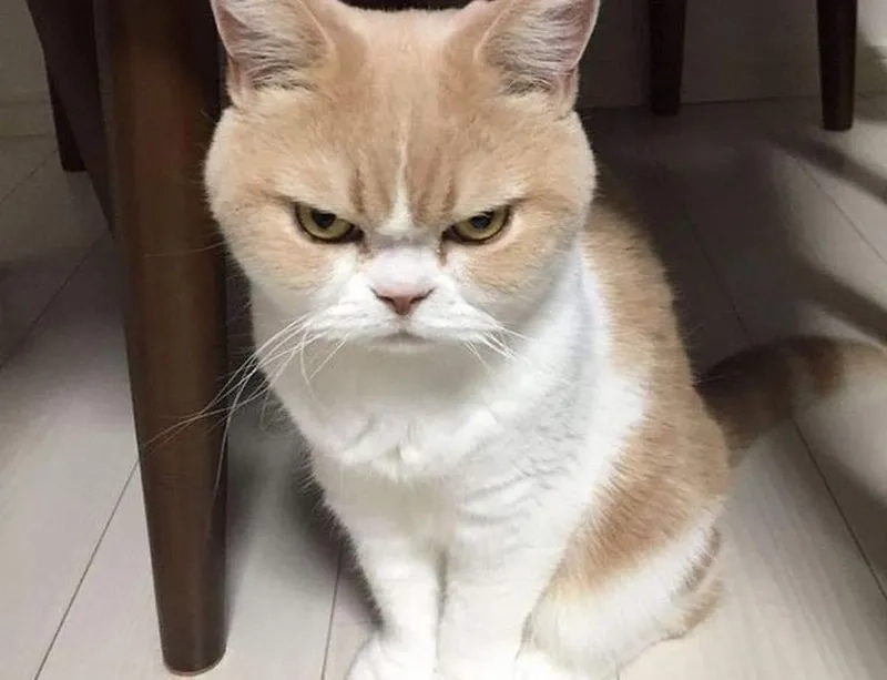 Đáng yêu hết nấc với meme tức giận cute