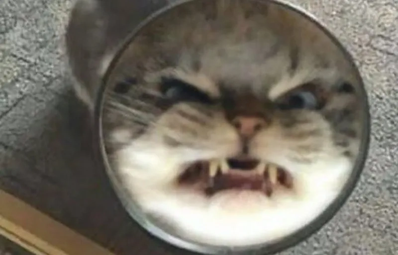 Sắp nổ tung với hình meme mèo tức giận
