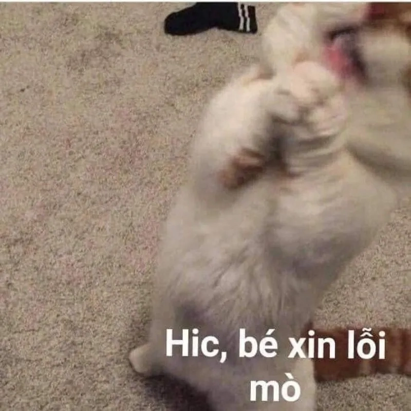Nếu em sai thì đây là em xin lỗi meme