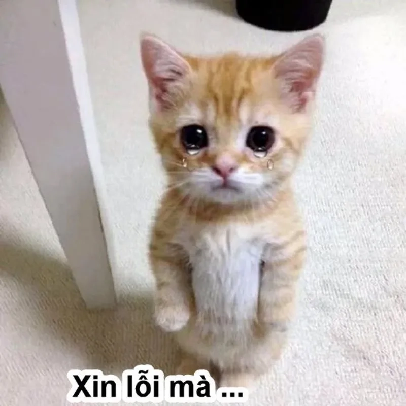 Khi mọi lời nói là chưa đủ thì có meme quỳ xin lỗi