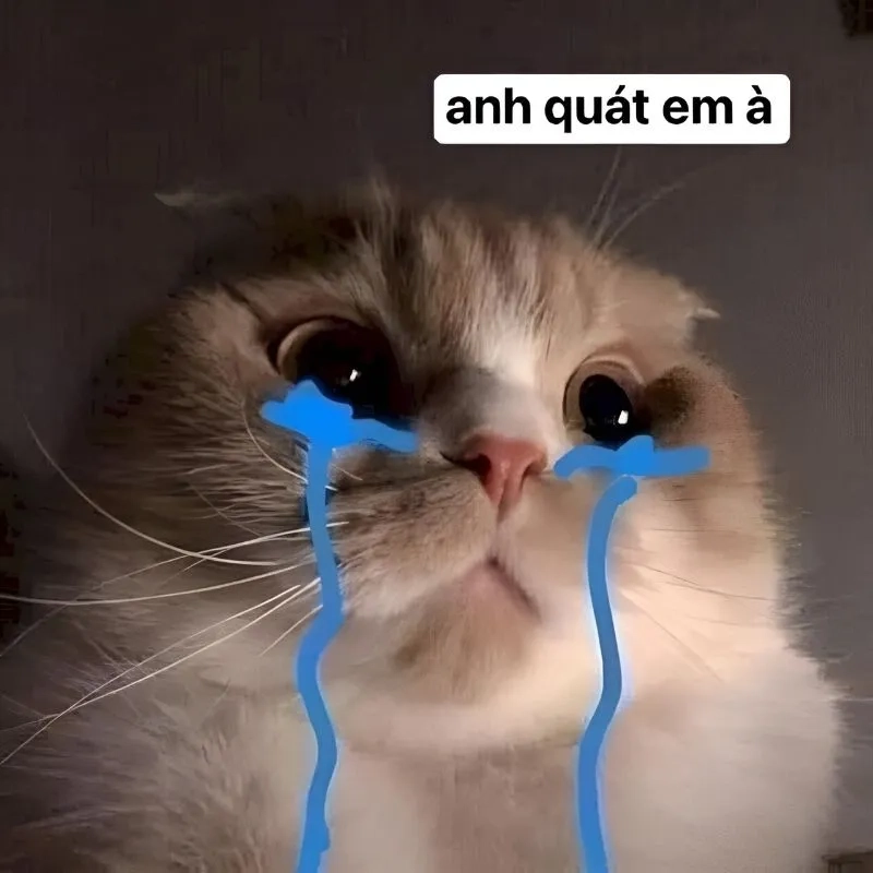 Không thể thiếu meme xin lỗi cute trong tin nhắn dỗ người yêu