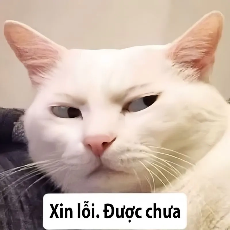 Lời nói từ trái tim qua tôi xin lỗi meme