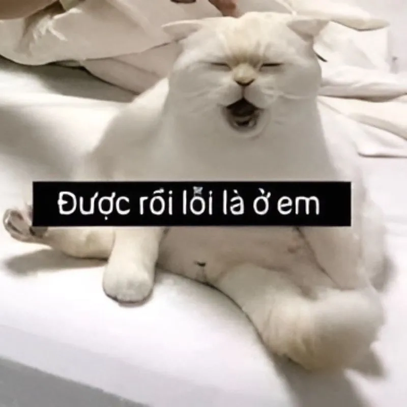 Làm hoà nhanh với người yêu bằng meme xin lỗi ny