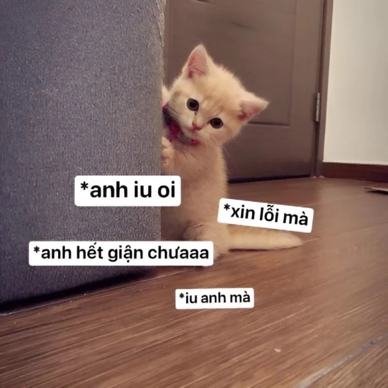 Bắt trend ngay với meme anh xin lỗi siêu cảm xúc