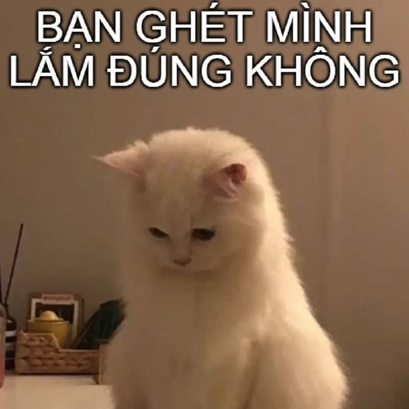 Vừa lầy vừa thật với quỳ xuống xin lỗi meme