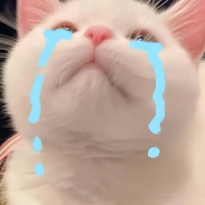 Đáng yêu nhất hôm nay là mèo meme xin lỗi