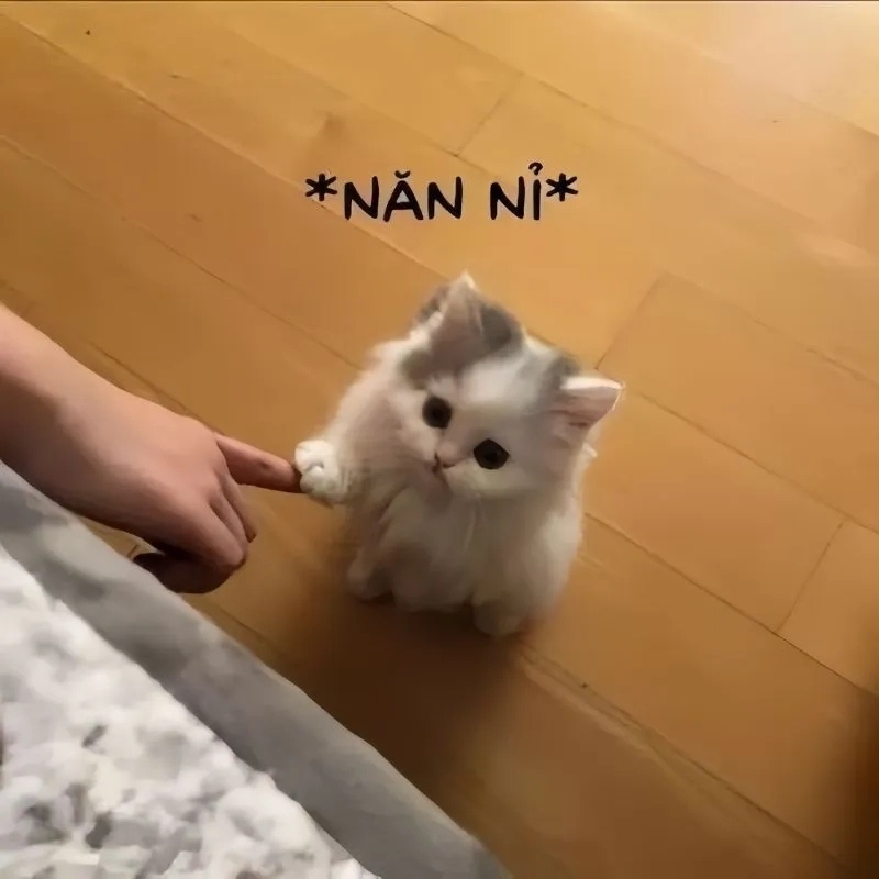 Tinh tế gửi meme xin lỗi vì đã làm phiền