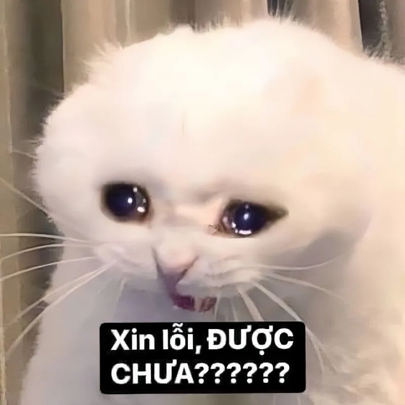 Đáng yêu vô đối với xin lỗi meme mèo