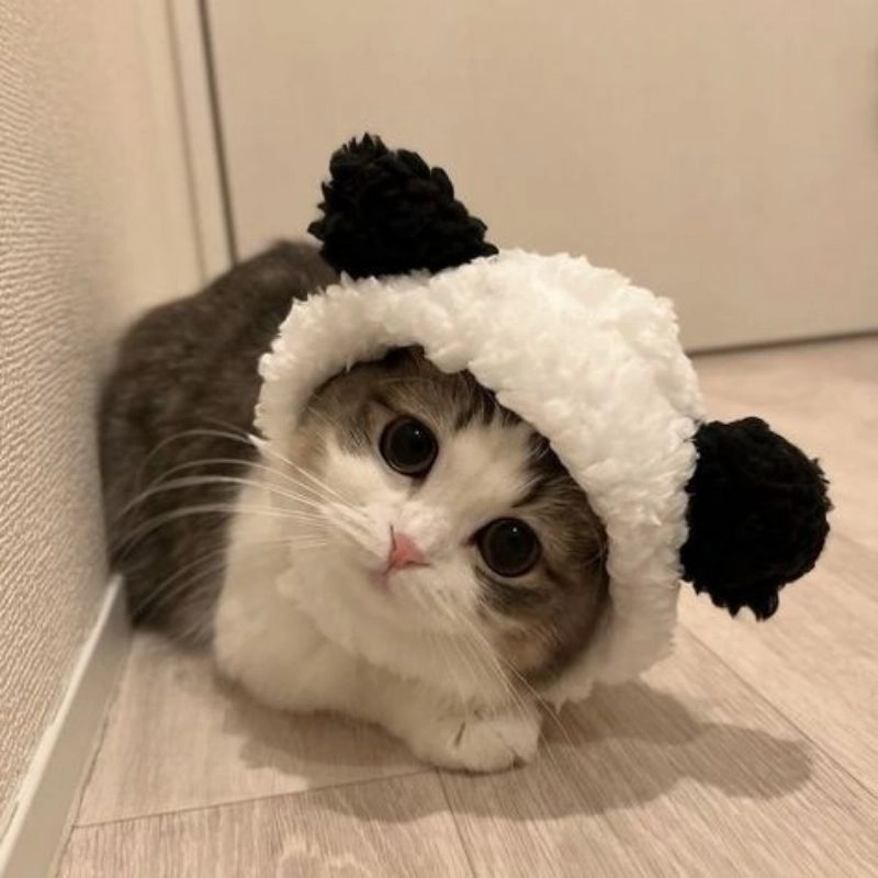 Những bức chibi cute mèo khiến bạn mê mẩn ngay