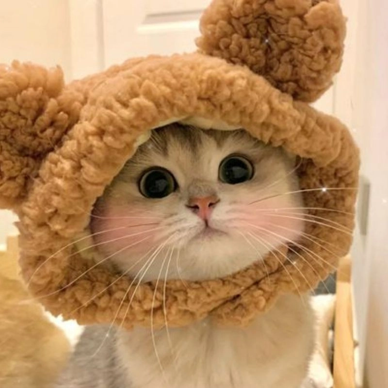Tổng hợp hình ảnh hình mèo con chibi cực xinh