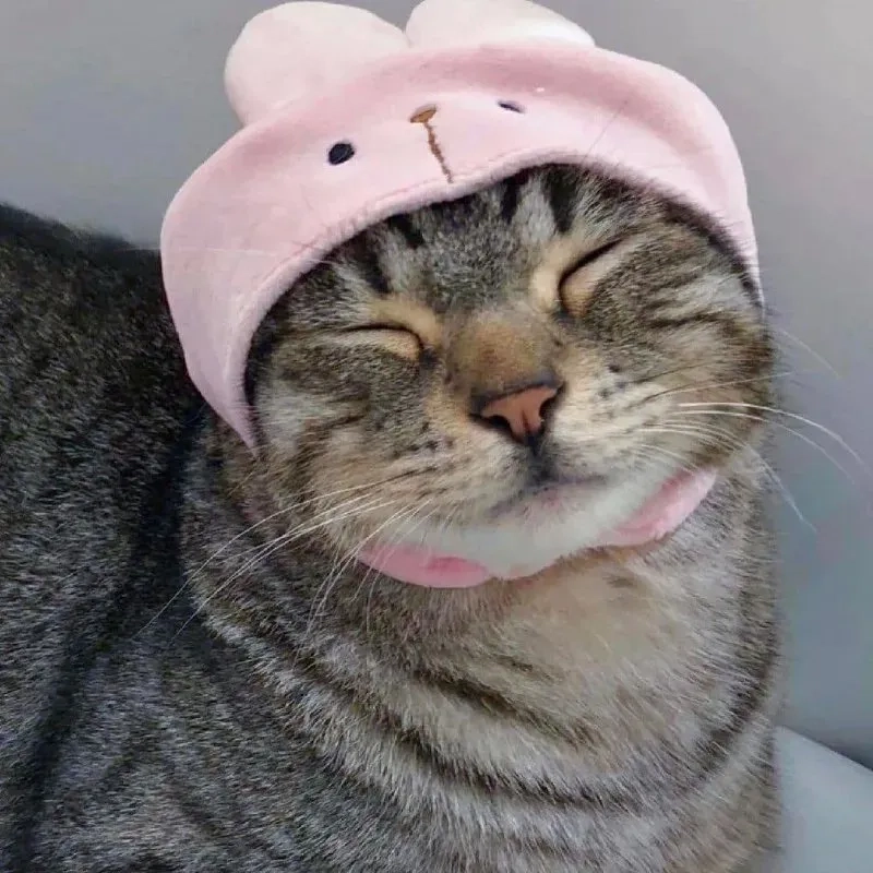 Gương mặt bất biến với vô tri meme mèo