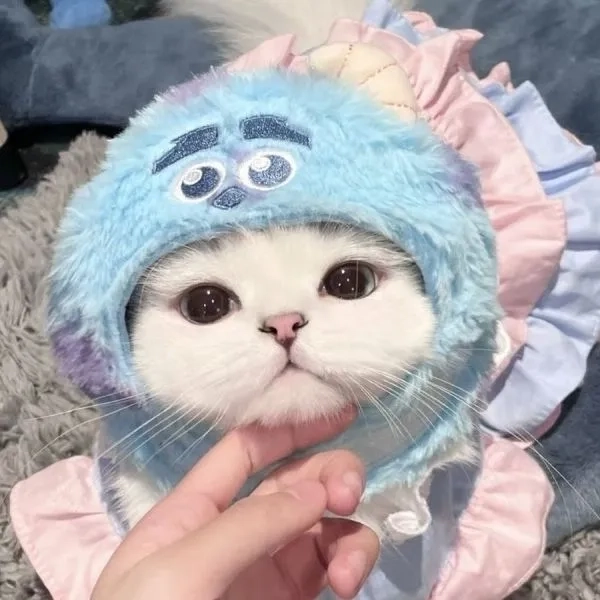 Cực lạnh lùng nhưng lại siêu đáng yêu meme mèo vô tri