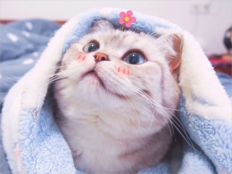 Biểu cảm bất biến từ ảnh mèo vô tri meme gây bão