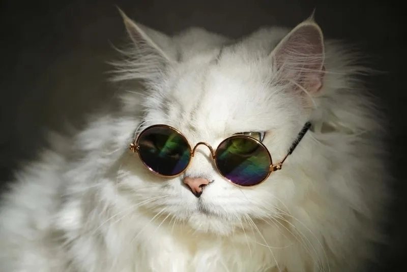 Ảnh đại diện độc lạ meme avatar vô tri mèo