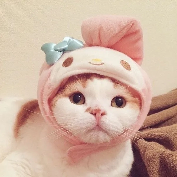 Cập nhật ngay avatar vô tri mèo meme hút trend