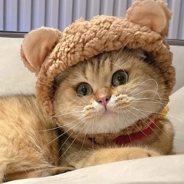 Gây tò mò với avatar vô tri meme mèo chất riêng