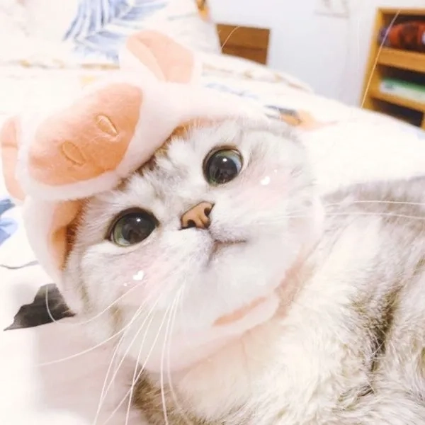 Khó hiểu nhưng hút tương tác avatar mèo meme vô tri