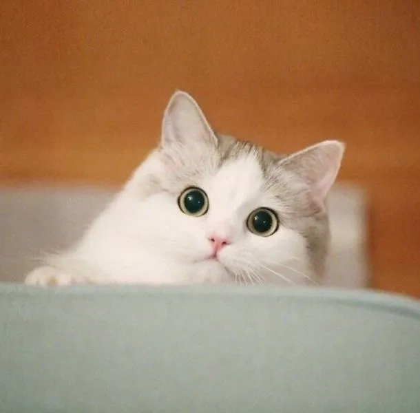 Hài một cách khác biệt ảnh chế ảnh chế mèo vô tri meme