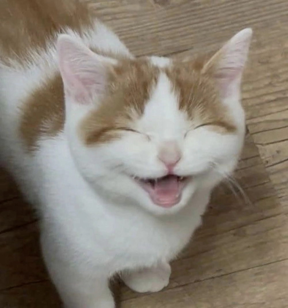 Ghi điểm độc đáo bằng hình ảnh meme avatar vô tri mèo