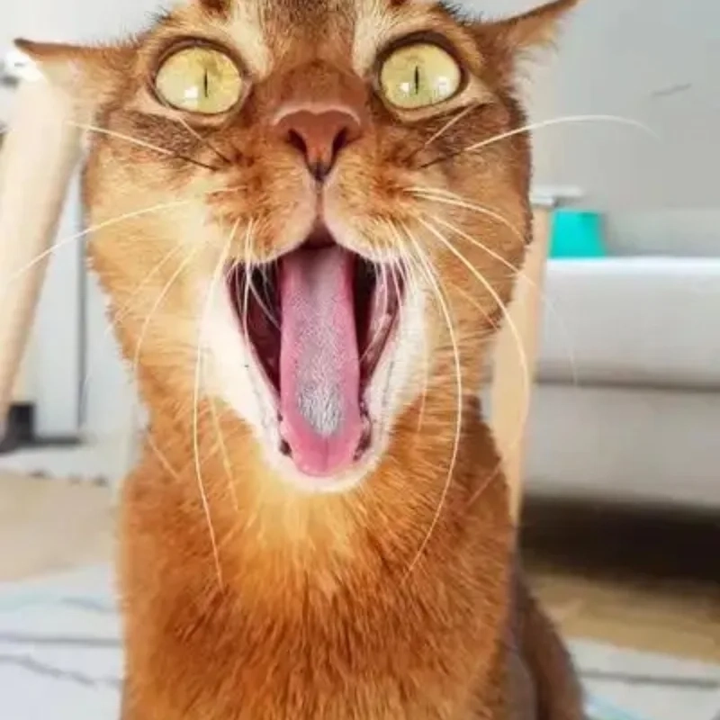 Đầu xuân khác biệt với ảnh mèo meme vô tri độc đáo