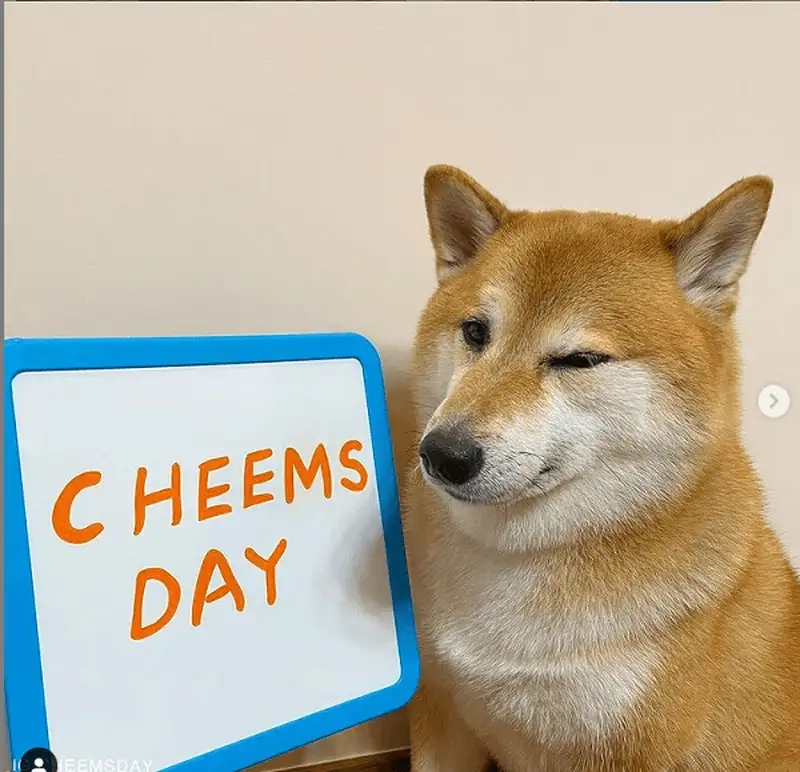 Bộ ảnh vui nhộn về meme con chó shiba luôn làm bạn thích thú