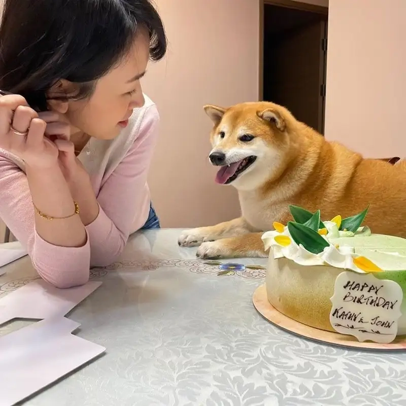 Nụ cười đáng yêu từ shiba smile meme khiến tim bạn tan chảy