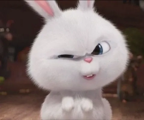 Xem ngay bộ ảnh siêu cute của ảnh thỏ snowball thu hút