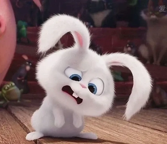 Bộ ảnh đẹp nhất về thỏ snowball ảnh siêu dễ thương