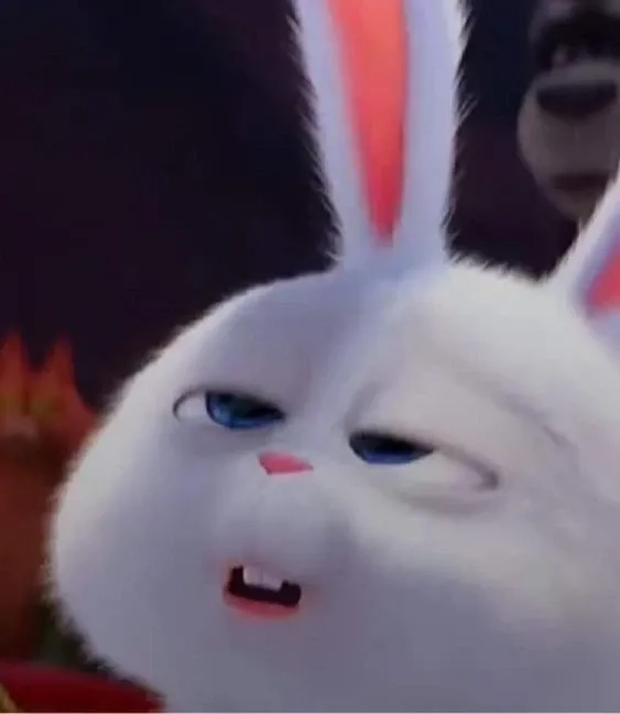 Thỏ snowball dễ thương trong từng khoảnh khắc cực đáng yêu