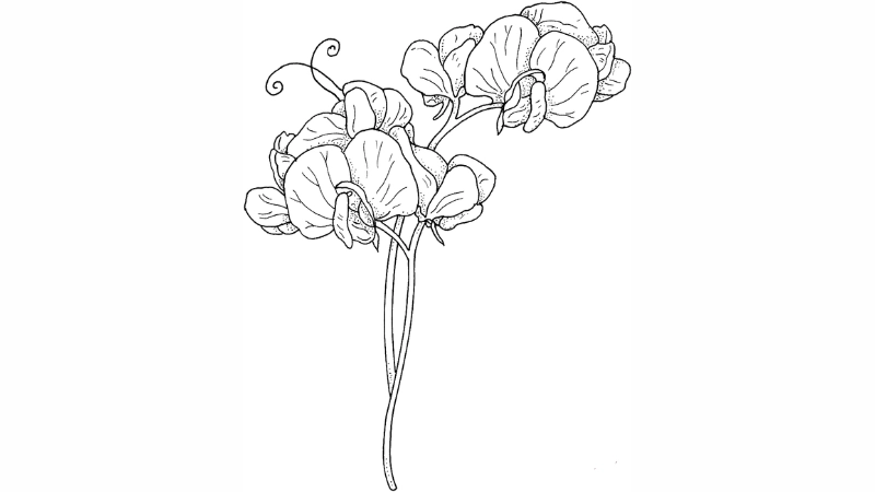 Tô tranh bông hoa giúp bé rèn luyện sự tập trung