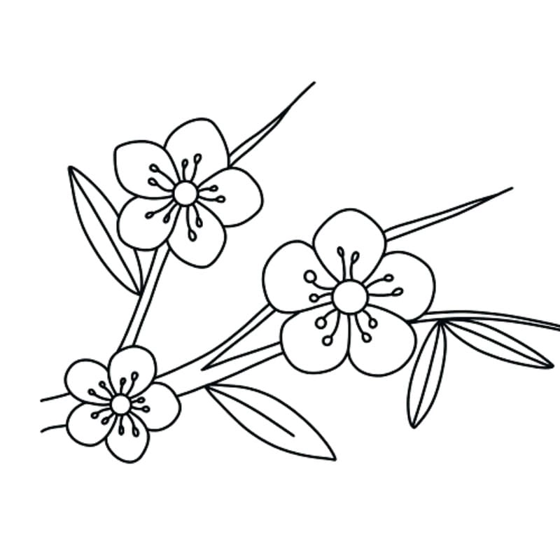 Tô nét xuân với tranh tô màu bông hoa mai độc đáo sáng tạo