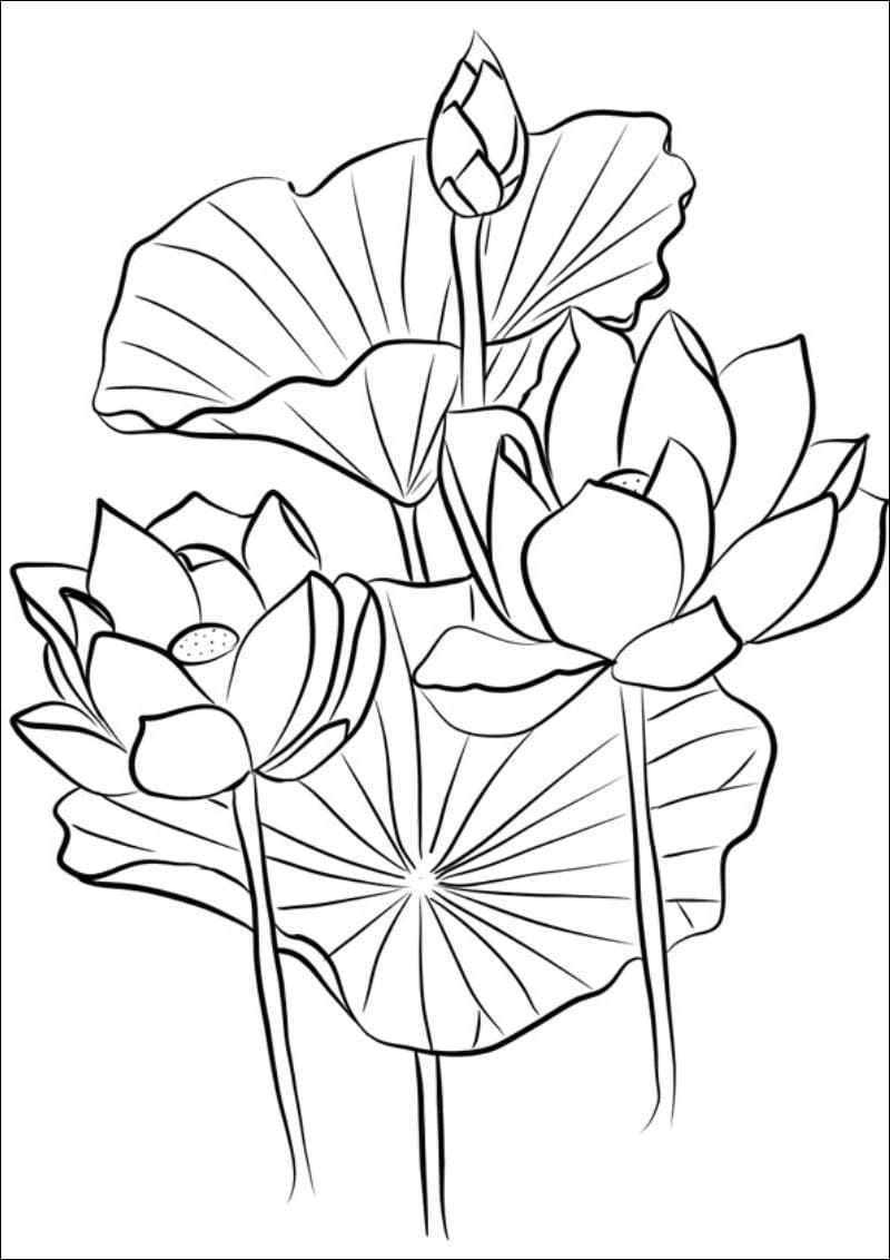 Tranh vẽ tô màu bông hoa dễ thương giúp bé học vẽ tô