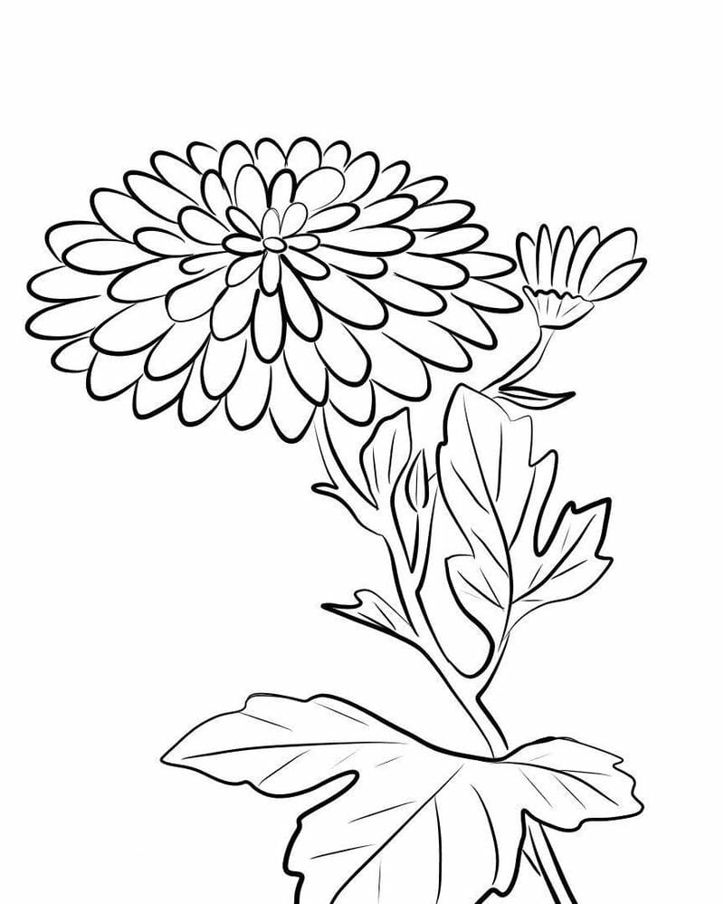 Tranh tô màu bông hoa cúc đẹp tinh tế cho bé sáng tạo