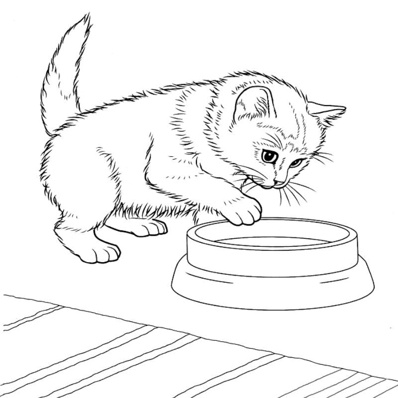 Rèn kỹ năng tô với hình vẽ con mèo tô màu