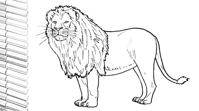 Bé thích thú với mèo tranh tô màu con vật xinh xắn