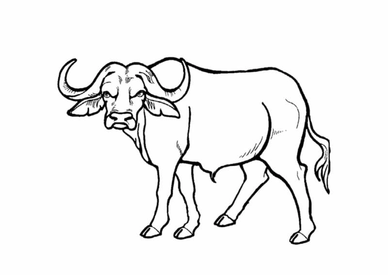 Giúp bé nhận biết tranh tô màu con vật nuôi trong gia đình