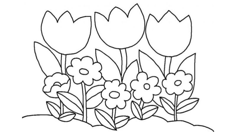 Sắc hoa rực rỡ trong cảnh hoa tulip tranh tô màu phong cảnh hoa tulip