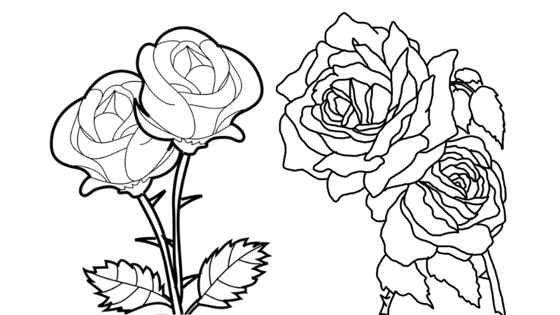 Tranh tô màu hoa hồng đẹp là như thế nào 