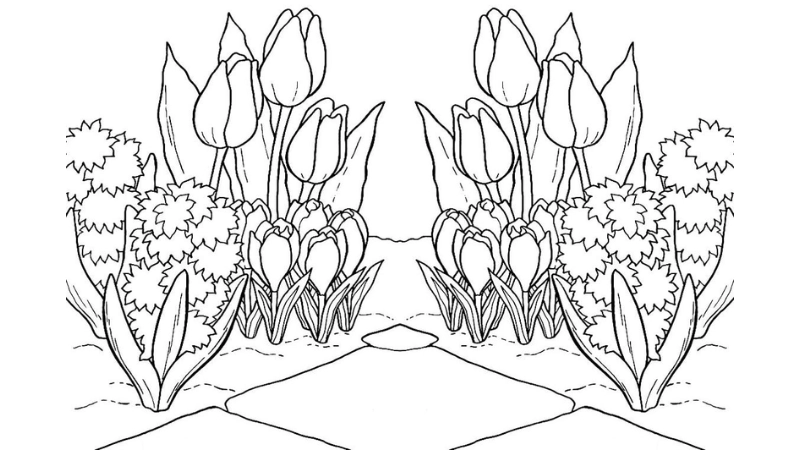 Tranh tô màu hoa tulip là như thế nào