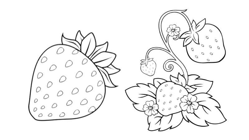 Tranh tô màu quả dâu tây là như thế nào