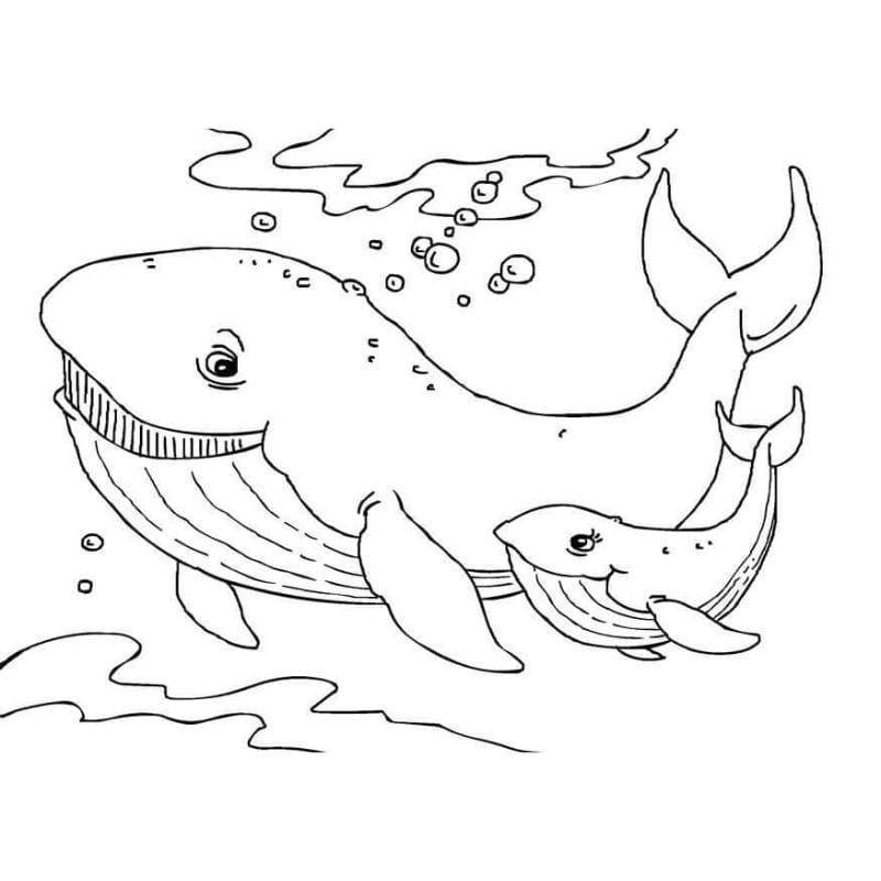 Tải ngay bộ hinh to mau con ca đẹp dễ tô