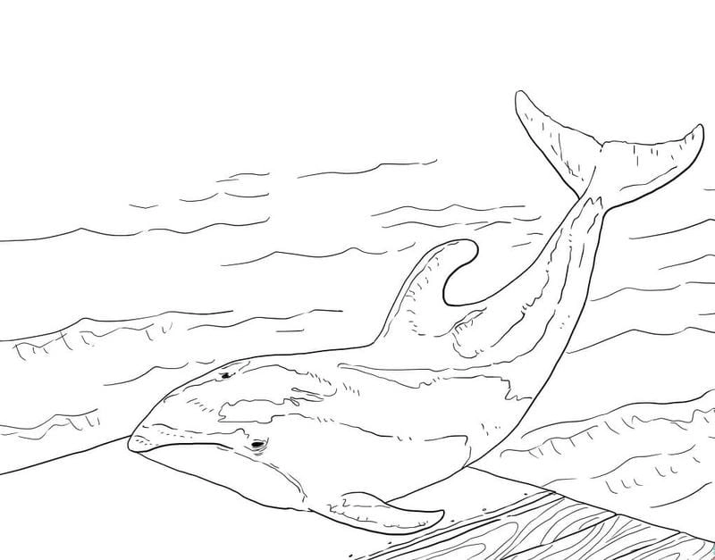 Hình cá heo tô màu đẹp sống động phù hợp cho bé mầm non