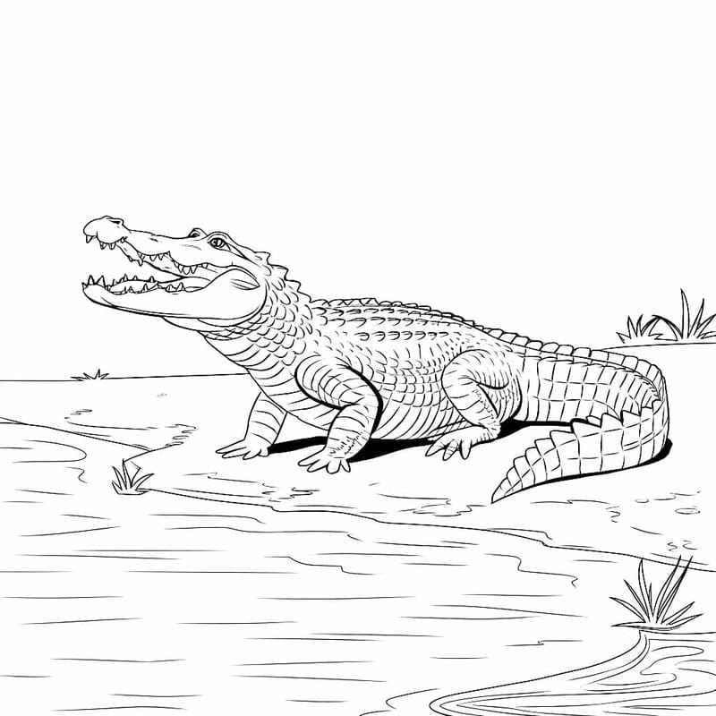 Hình cá sấu cho bé tô màu dễ thương phù hợp lứa tuổi mẫu giáo