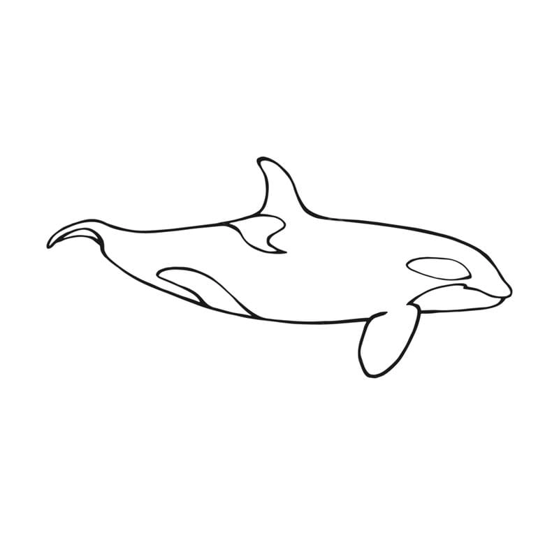Hình cá voi tô màu đáng yêu giúp bé làm quen với đại dương