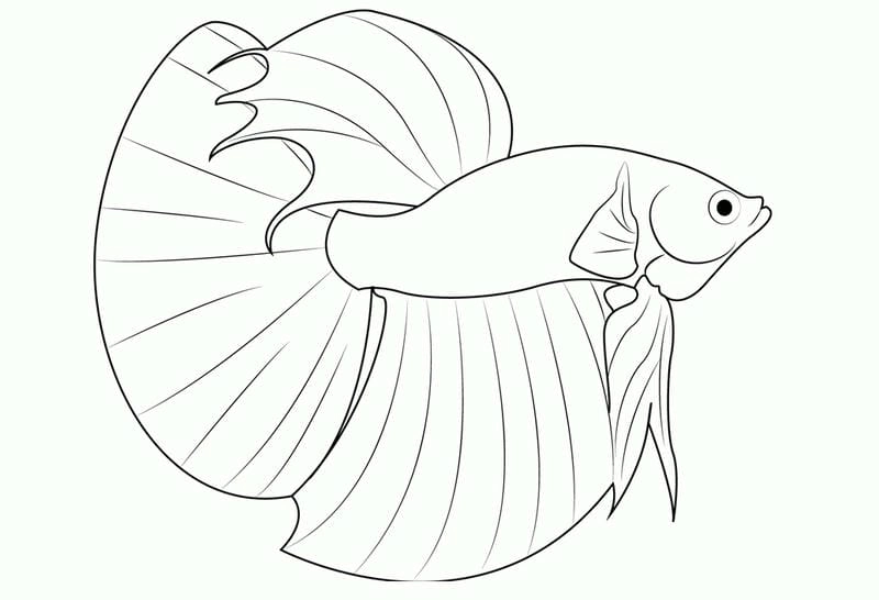 Hình vẽ con cá đẹp phong phú dễ tải phục vụ hoạt động học tập