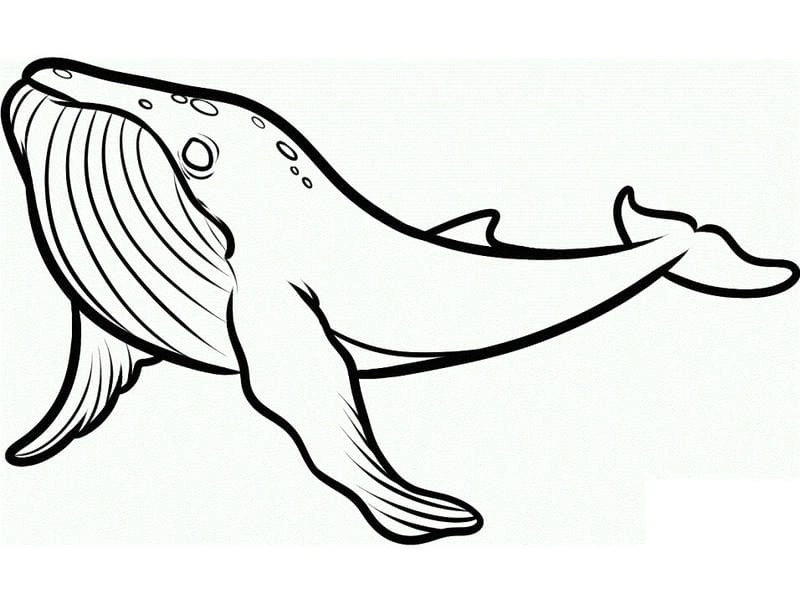 Bé thích mê khi có tranh tô màu con cá voi