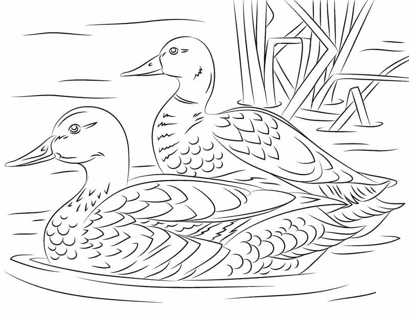 Tham khảo ngay hình ảnh con vịt tô màu sinh động