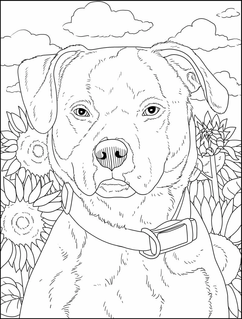 Bé tập nhận diện đội chó cứu hộ tô màu